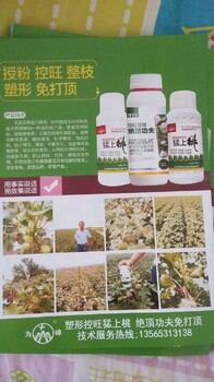 棉花塑形為峰肥業(yè)棉花葉面肥葉面肥棉花化控劑