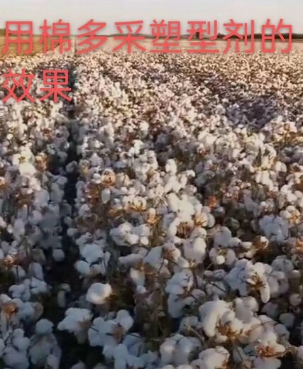 棉花壯苗劑為峰肥業(yè)棉花葉面肥多少錢棉花高產(chǎn)葉面肥
