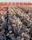 棉花棉多多为峰肥业棉花叶面肥厂家批发棉花整枝塑形免打顶剂产品图
