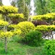 金葉榆價(jià)格是多少圖