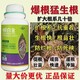 生根肥毛細根增多圖
