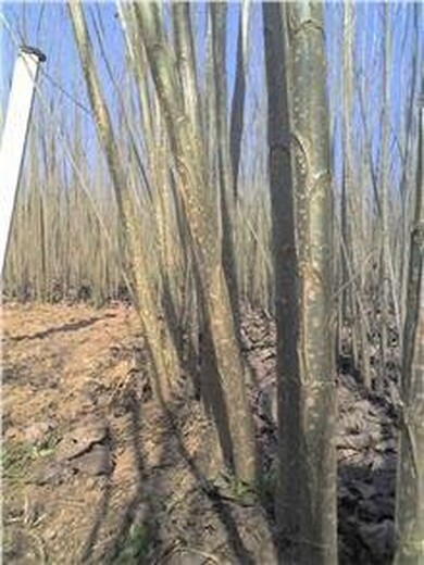 衡陽速生楊批發(fā)新行情