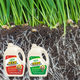 移栽生根水速生根生根肥用法用量产品图