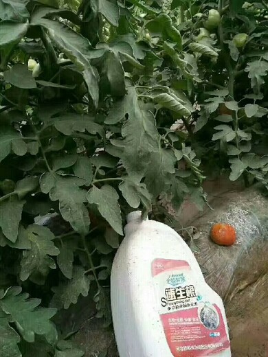 移栽生根水根旺苗壯生根肥多少錢