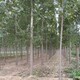 速生楊種植基地圖