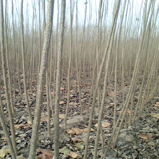 唐山速生杨种植基地