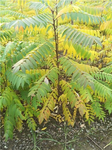 常州火炬樹(shù)