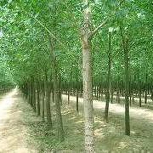 駐馬店速生楊種植基地