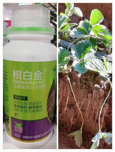 生根營養(yǎng)液生根壯苗生根肥廠家批發(fā)
