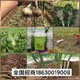 生新根生根肥用法用量产品图
