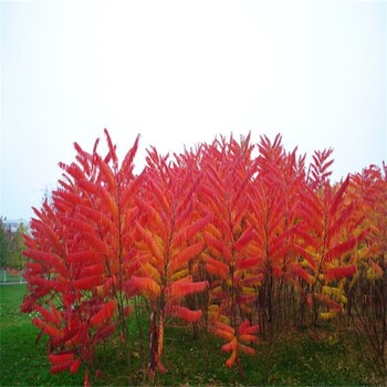 12公分火炬樹(shù)價(jià)格火炬樹(shù)價(jià)格宜昌火炬樹(shù)