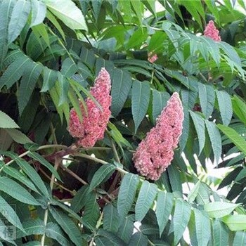 12公分火炬樹(shù)價(jià)格火炬樹(shù)價(jià)格宜昌火炬樹(shù)