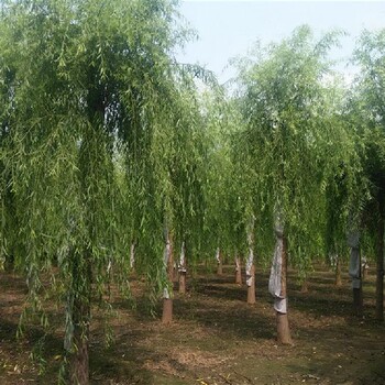 江西饅頭柳養(yǎng)殖聯(lián)系電話