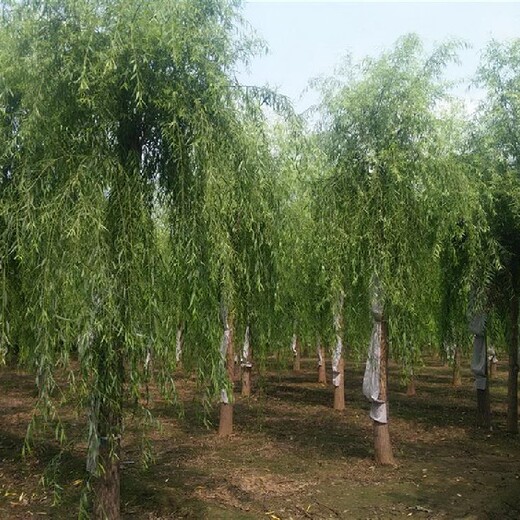 内蒙古垂柳哪里种植的多垂丝柳树