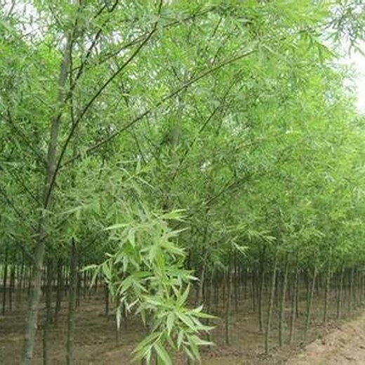 新疆垂柳移栽的佳時間速生垂柳