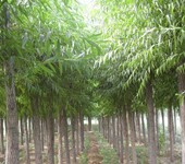忻州速生柳种植基地