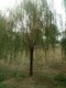 内蒙古垂柳哪里种植的多金叶垂柳原理图