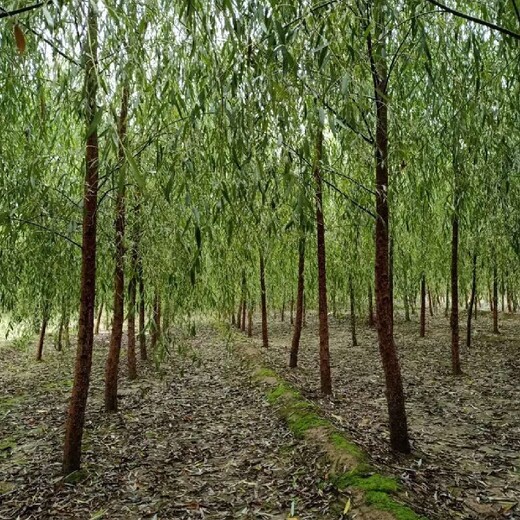 黑龙江垂柳免费指导种植垂杨柳树