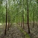 新疆垂柳移栽的佳時間速生垂柳原理圖