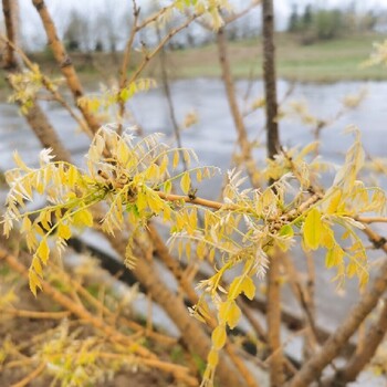 南京黄金槐种植基地