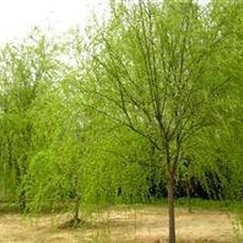 江西饅頭柳養(yǎng)殖聯(lián)系電話