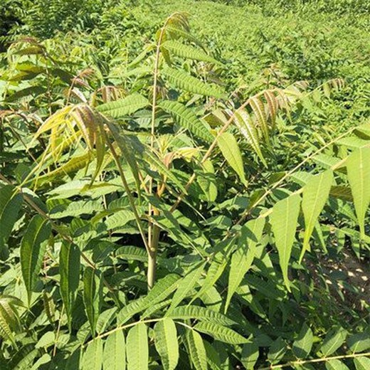 合肥千头椿种植基地