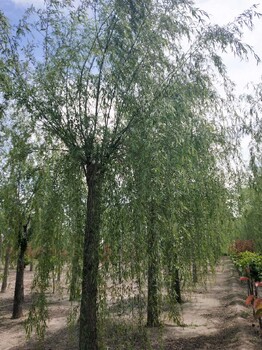 呼和浩特垂柳多少錢一株垂柳旱柳