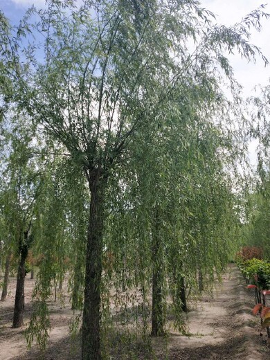 内蒙古垂柳哪里种植的多金叶垂柳