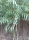速生柳怎么種植圖