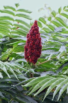 12公分火炬樹(shù)價(jià)格火炬樹(shù)價(jià)格宜昌火炬樹(shù)