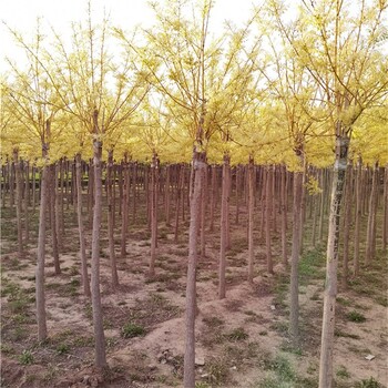 杭州黄金槐种植基地