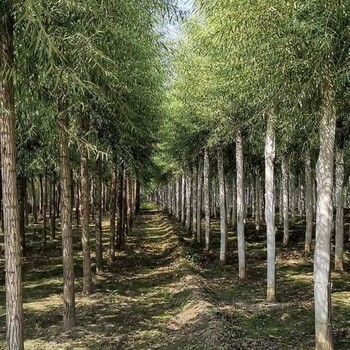 温州速生柳种植基地