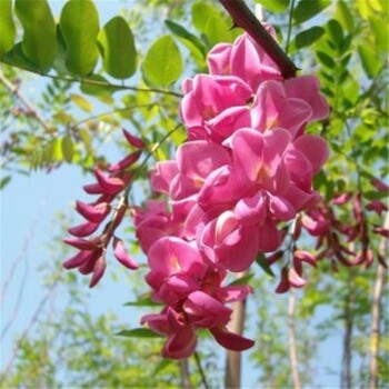 福建香花槐哪里种植的多香花槐树