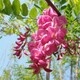 温州香花槐免费指导种植香花槐树产品图
