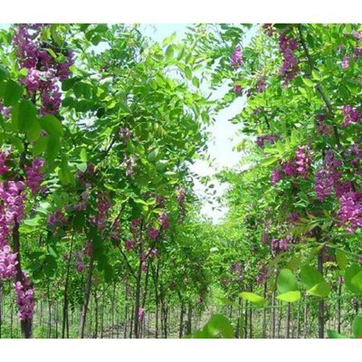 温州香花槐免费指导种植香花槐树