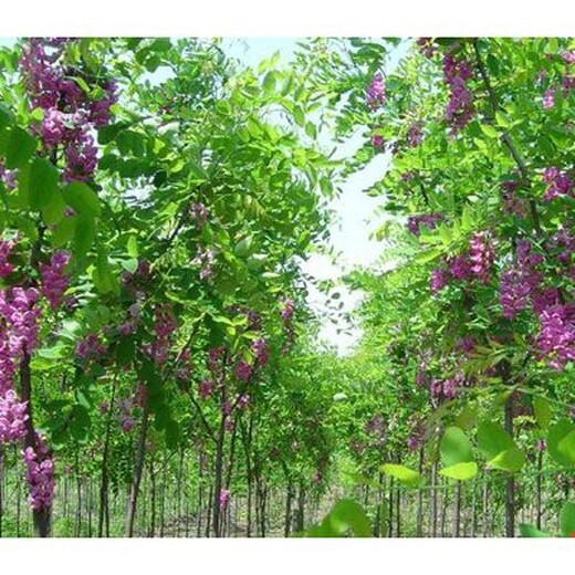 青島香花槐哪里種植的多香花槐樹