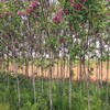 安慶香花槐哪里種植的多香花槐樹