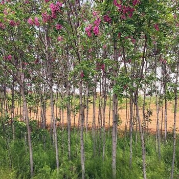 张家口香花槐批发新行情香花槐树