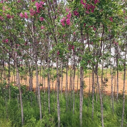 湘西香花槐哪里種植的多香花槐樹