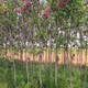 温州香花槐免费指导种植香花槐树图