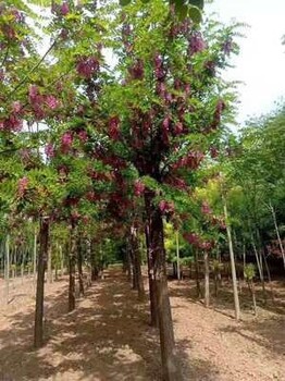 石家庄香花槐免费指导种植香花槐树