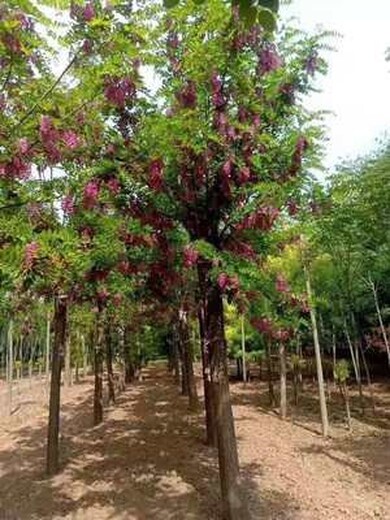 銅陵香花槐哪里種植的多香花槐樹