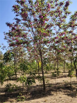 合肥香花槐養(yǎng)殖聯(lián)系電話香花槐樹