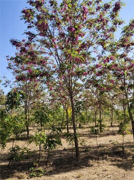 张家口香花槐批发新行情香花槐树