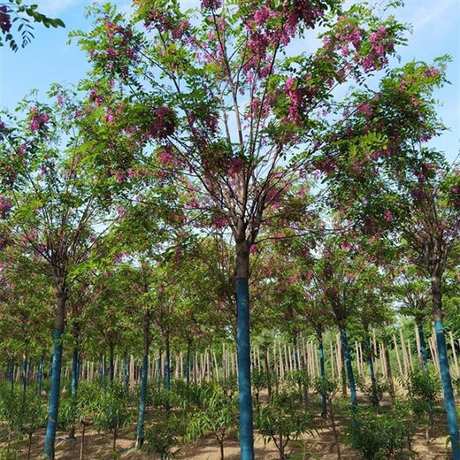 寧夏香花槐免費指導種植香花槐樹