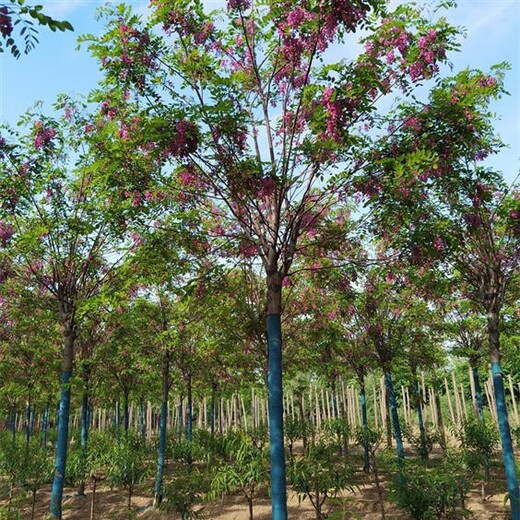 天津香花槐批发新行情香花槐树