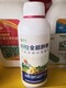 根莖膨大素圖