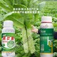 根莖塊增產(chǎn)紅薯根莖膨大素高產(chǎn)水溶肥產(chǎn)品圖