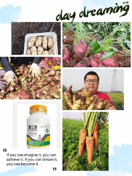 地下飆長洋蔥根莖膨大素哪里買賣