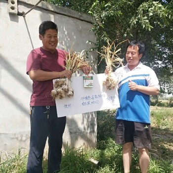 胖墩土豆根莖膨大素膨大增產(chǎn)葉面肥